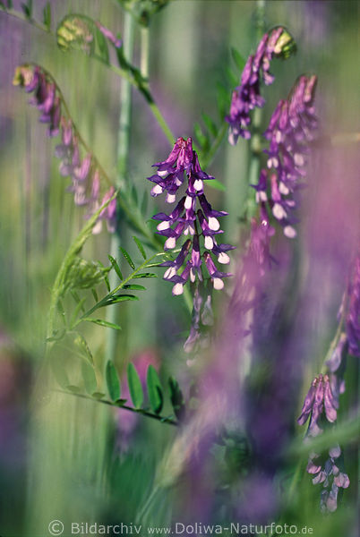 Zottelwicke Kulturpflanze zur Saatveredelung: Zottige Wicke Vicia villosa