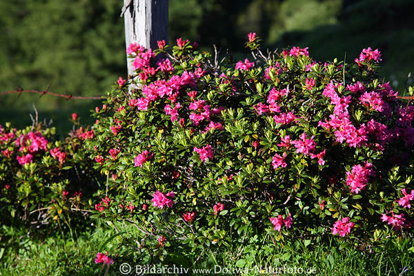 Rostrote Alpenrosen Rostroter Almrausch Naturbilder Violettblten am Holzpfosten in Grnbltterbusch