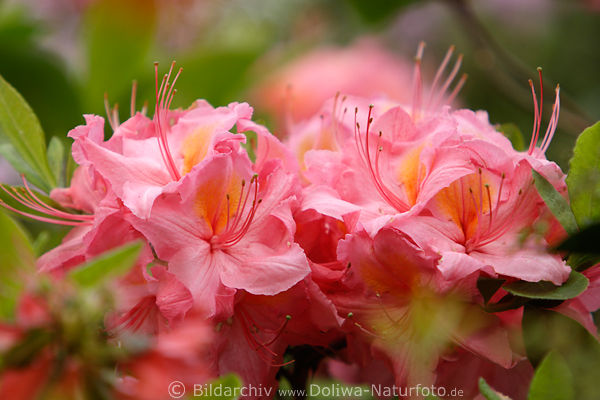 Hinomayo Rhododendron hell-rosa Blten Makrofoto