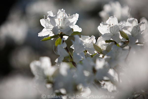 Weisser Rhododendron in Gegenlicht blhende Blten