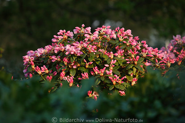 Rhododendron aufblhender Strauch rosa zarte Bltenflle