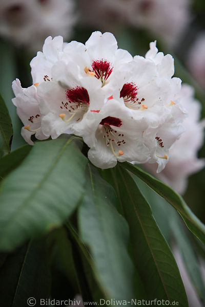 Rhododendron weiss-rosa Strauchblte Nahaufnahme violett aufblhen