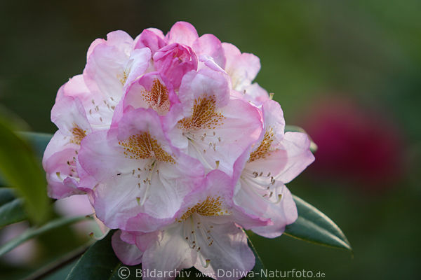 Rhododendron weiss-violett Blte Frhlingsbild