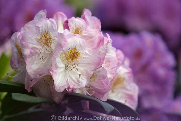 Rhododendron weiss-violett blhende Blten Makrofoto