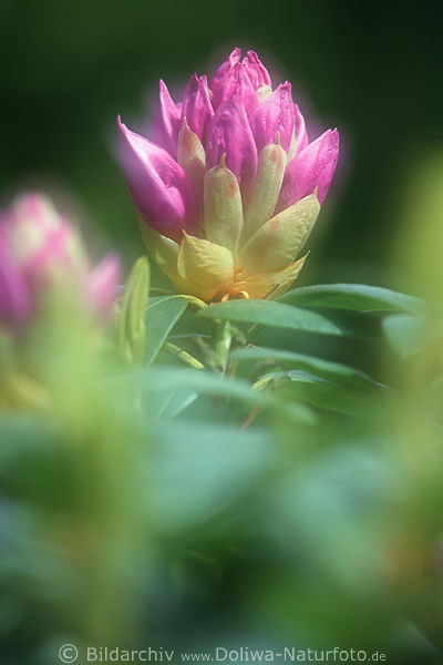 Rhododendron lila-Blte mit Saum abstrakt-Photo Magie in Unschrfe verwisch