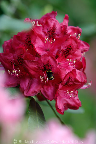 Rhododendron Rotblte mit Hummel Makrofoto Rotfarbige Bltenart