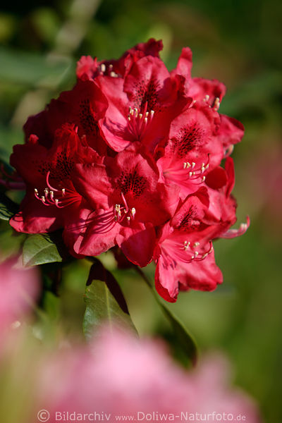 Rhododendron tiefrote Blte Makro Grossfoto