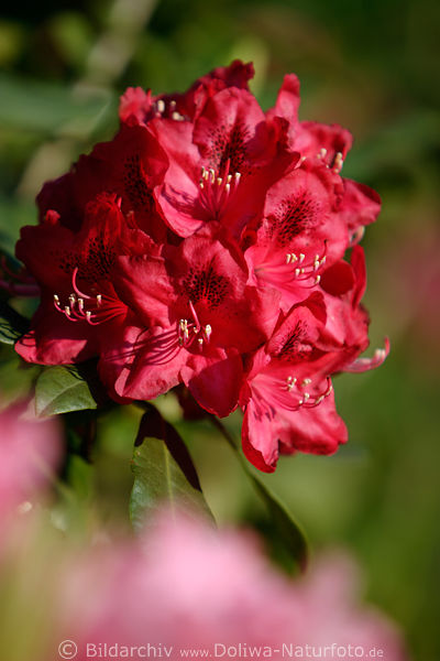 Rhododendron tiefrote Blte Makro Grossfoto