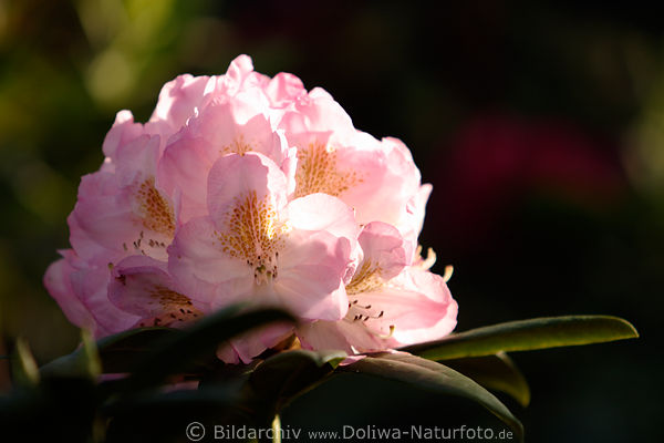 Rhododendron weiss-violett Blte in Gartenfoto