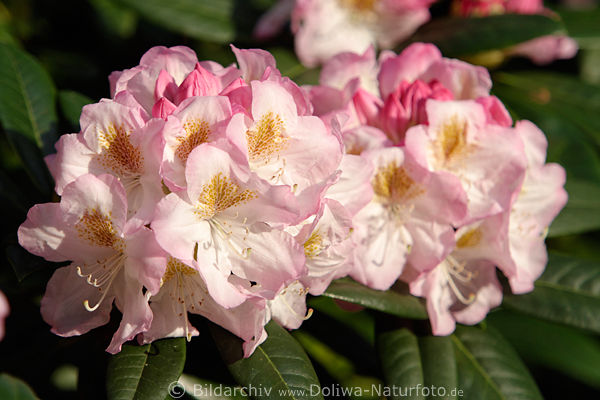 Rhododendren Bltenpaar weiss-violett Flora