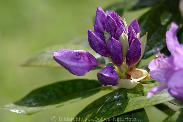 Rhododendronblte nass Grnbltter violette Knospen