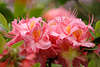 702214_Hinomayo Rhododendron hell-rosa Blüten Makrofoto