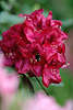 702229_ Rhododendron Rotblüte mit Hummel Makrofoto Rotfarbige Blütenart
