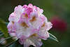 702230_Rhododendron weiss-violett Blüte Frühlingsbild