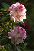 702234_ Rhododendren Paar im Frühling Fotografie & Flora im Gegenlicht