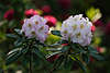 702237_ Rhododendren weiß-violett blühendes Blumenpaar Rhododendron catawbiense Blüten Paar Foto