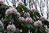 904076_Faces of Rhododendron pink bloom-eyes