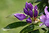 42682_Rhododendronblüte nass Grünblätter violette Knospe