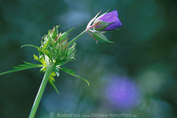Storchschnabel lila Blte Makro-Fotodesign Geranium Strukturen Reflexe Abbild