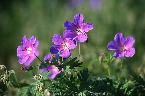 Wiesenstorchschnabel Naturfoto Geranium pratense rosaviolett Blten-Fnfer 