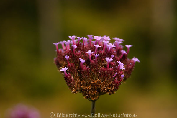 Macierzanka kwiaty Sand-Thyme pink bloom flowers