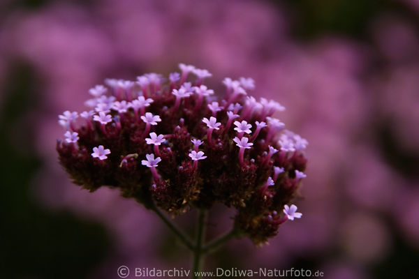 Thymian: Sand-Thymian lila Blmchen Dolde