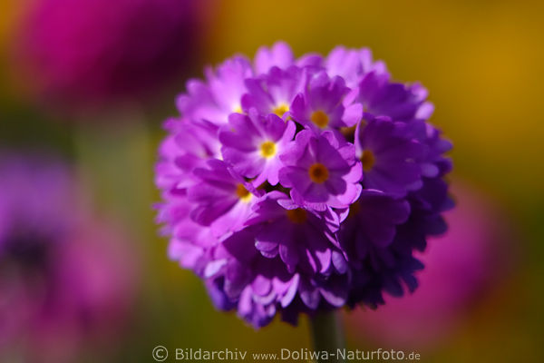Knoblauch Lauch Allium Lauchblte Kugel Ball auf Stngel