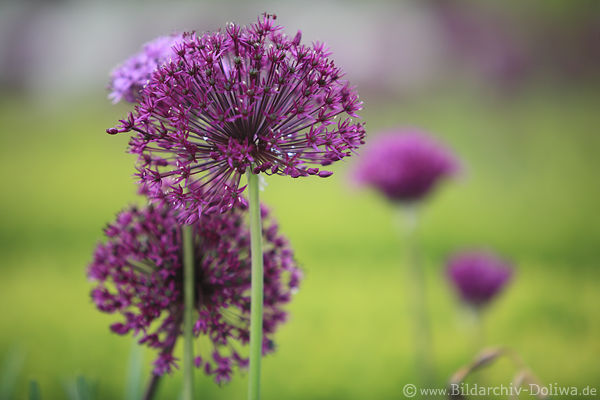 Zierlauch Bltenkugel Foto Allium Zierbltenball aus winzigen Lauchblten