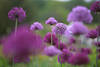 Zierlauchfeld Foto violett Knoblauchblten lila blhendes Blumenfeld selektive Schrfe