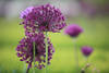 Zierknobi Lauchbltenkugeln Foto Knoblauch Zierblumen Allium Ballblten Dreier