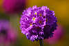 700835_ Knoblauch Lauch Allium Lauchblte als Kugel, Ball auf Stngel in Gartenfotografie