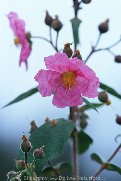 Cistus symphytifolius pink blossom flower blooming rose