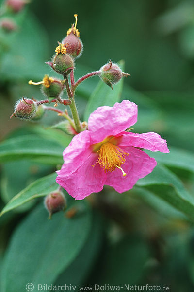 Seidenblttrige Zistrose lila Blte behaarte Knospen endemische Cistus symphytifolius