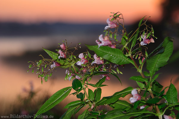 Indisches Springkraut: Impatiens glandulifera lila-violett Wildblumen Blten Bltter