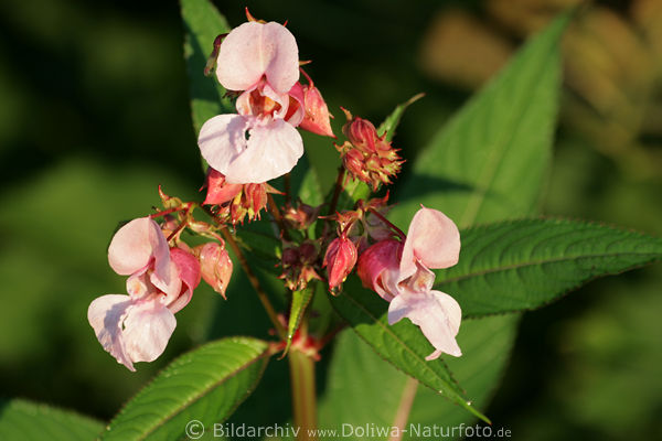Rhrmichnichtan Fleiiges Lieschen rosaviolett zierlich zart Wildpflanze Blmchen