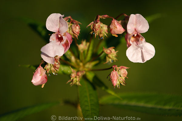 Indisches Springkraut Fleiiges Lieschen Blten Impatiens glandulifera Wildblumen
