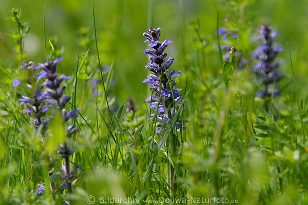 Kriechender Gnsel Ajuga reptans Blten in Grngras lila blau Wildblumen Natur Frhlingsblumen
