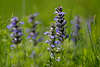 600618 Kriechender Gnsel Ajuga reptans Blte in Frhling Gras wachsen, blaue Wildblume in Naturfoto