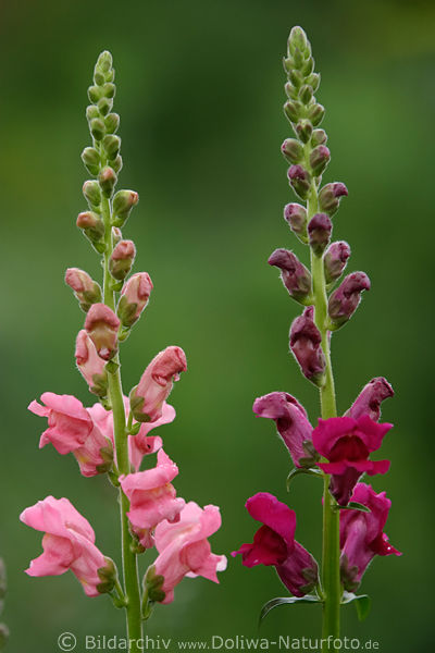 Groes Lwenmaul Antirrhinum majus Blumenpaar auf Stengel BltenReihe