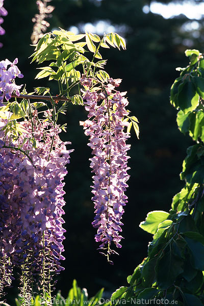 Chinesischer Blauregen Glycinie Wisteria sinensis Giftpflanze Bltenstand