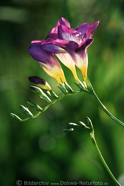 Freesie lila Blte in Gegenlicht Freesia Schwertlilie Knospen