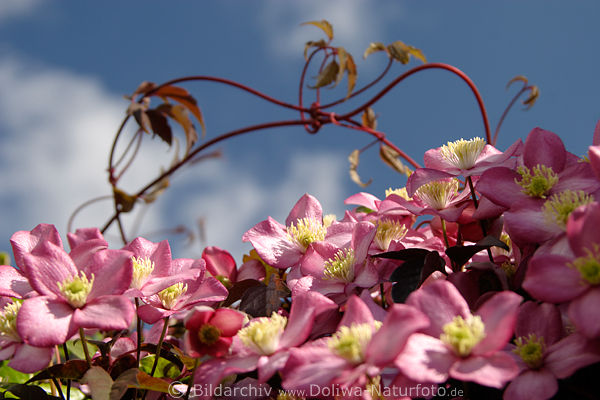 Waldrebe Kletterpflanze rankende Stiele am Himmel Forest-vine Clematis 