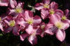 51338_ Powojnik kwiaty fotografia, Forest-vine Clematis flower photo