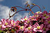 51339_ Waldrebe Kletterpflanze rankende Stiele am Himmel in Garten, Clematis climbing flower, Powojnik foto
