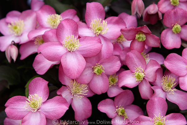 Waldrebe Clematis montana rosaviolett innen gelbe Blten der Kletterpflanze