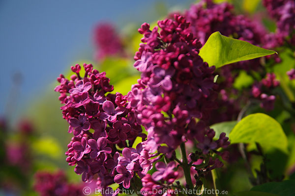 Flieder lilarot Bltenstand dunkle lila-rosa Blten in grnen Bltter