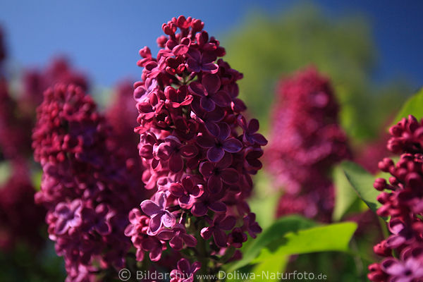 Bogenflieder Syringa reflexa dunkle emporstehende Blten Flieder violette Bltenstnde