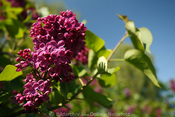 Fliederstrauch frischgrne Bltter & winzig dicht rosablhend violette Blmchen am Bltenstand