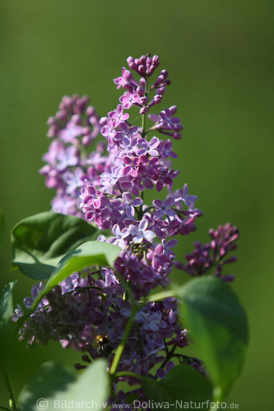 Flieder helle Blmchen violett-blau Blten duftende Flora Frhlingsfoto