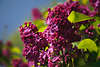 801818_ Flieder, Lilacs, Bez Foto, lilarot Bltenstand Fliederstrauch lila-rosa Blten in grnen Bltter am Himmel